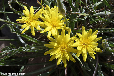 Scorzonera mollis  Geotagged,Scorzonera mollis,Spring