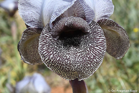 Iris westii  Geotagged,Iris westii,Spring