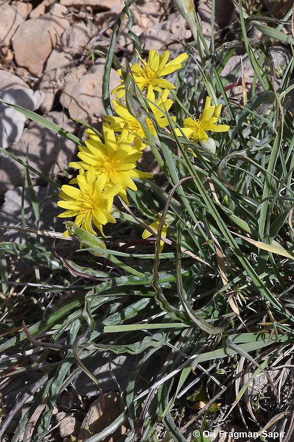 Scorzonera mollis  Geotagged,Scorzonera mollis,Spring