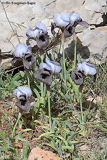 Iris westii  Geotagged,Iris westii,Spring