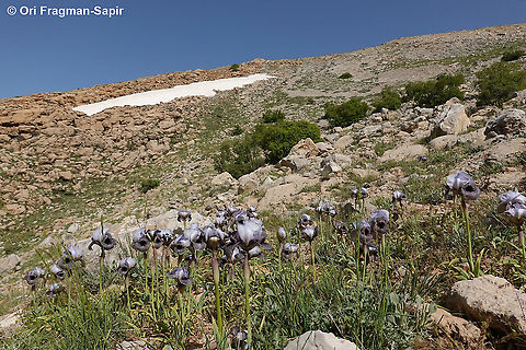 Iris westii  Geotagged,Iris westii,Spring