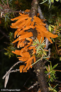 Gymnosporangium clavariiforme  Geotagged,Greece,Gymnosporangium clavariiforme,Spring