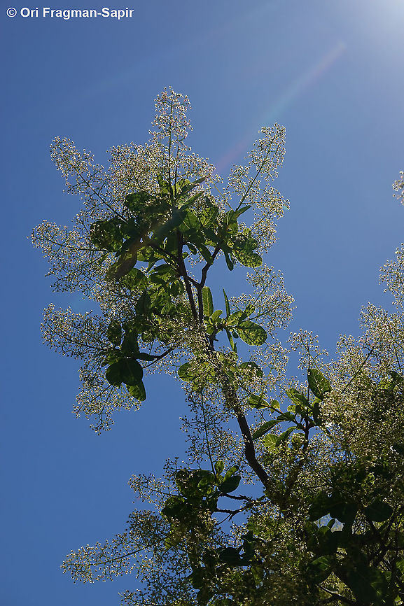 Cotinus coggygria  Cotinus coggygria,Cotinus coggyria,Geotagged,Greece,Spring