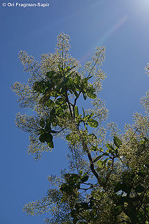 Cotinus coggygria  Cotinus coggygria,Cotinus coggyria,Geotagged,Greece,Spring