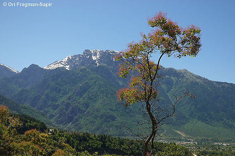 Cotinus coggygria  Cotinus coggygria,Cotinus coggyria,Geotagged,Greece,Spring