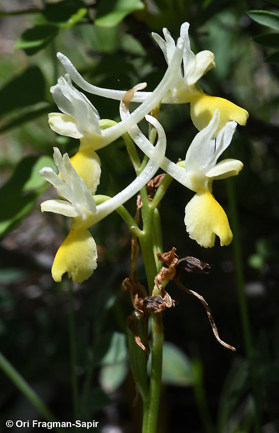 Orchis pauciflora  Geotagged,Greece,Orchis pauciflora,Spring