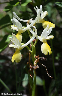 Orchis pauciflora  Geotagged,Greece,Orchis pauciflora,Spring