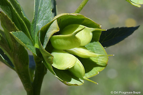 Helleborus cyclophyllus  Geotagged,Greece,Helleborus cyclophyllus,Spring