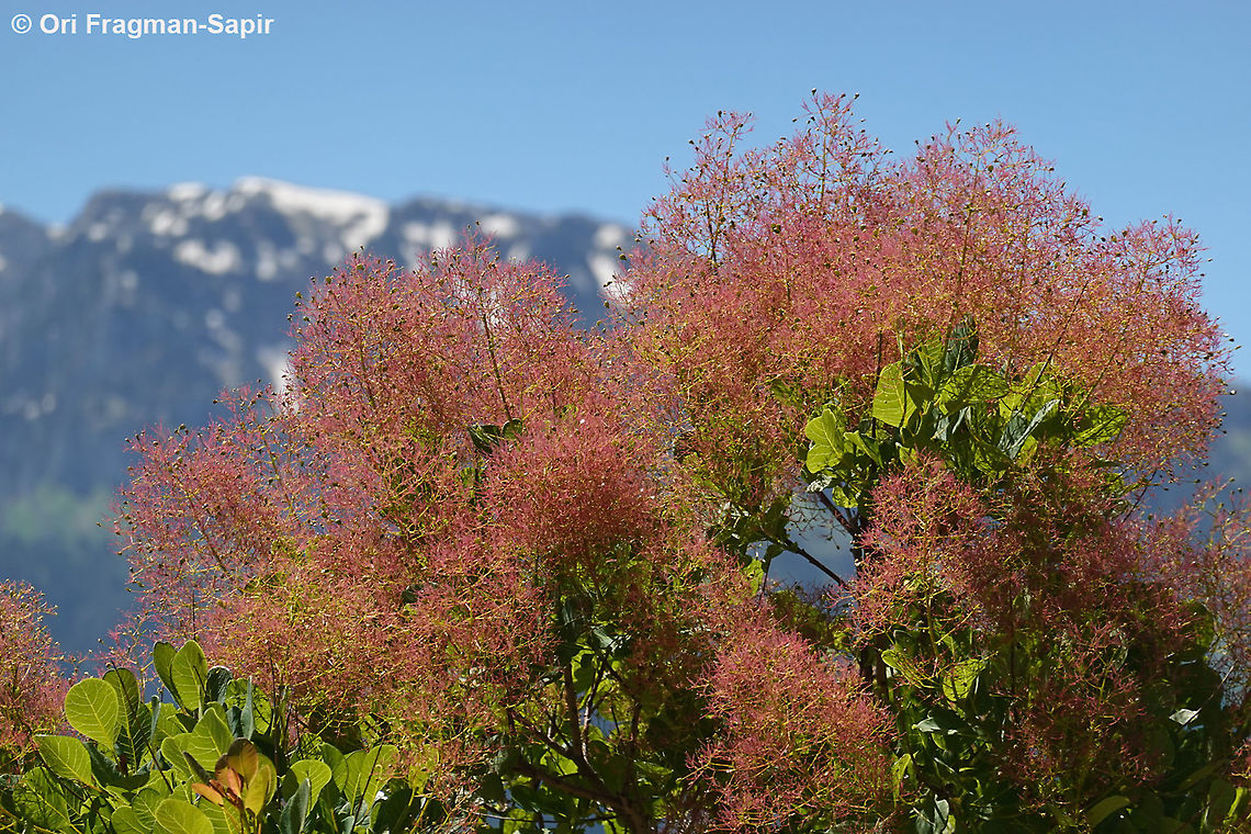 Cotinus coggygria  Cotinus coggygria,Cotinus coggyria,Geotagged,Greece,Spring