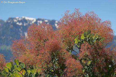 Cotinus coggygria  Cotinus coggygria,Cotinus coggyria,Geotagged,Greece,Spring