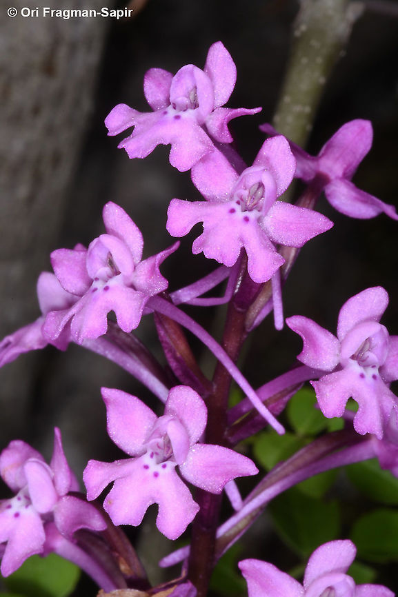 Orchis quadripunctata  Four-spotted orchis,Geotagged,Greece,Orchis quadripunctata,Spring