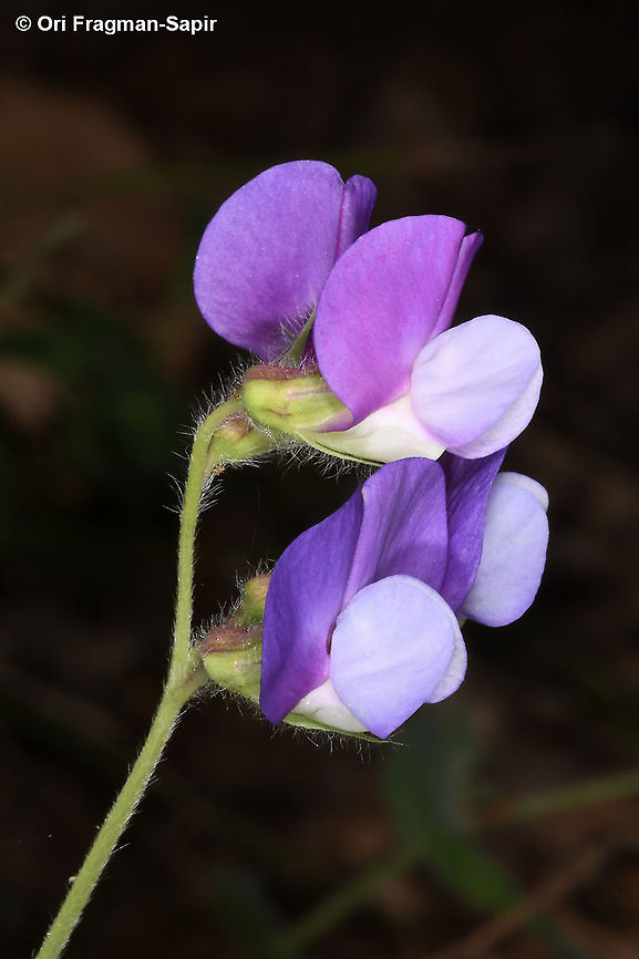Lathyrus laxiflorus  Geotagged,Greece,Lathyrus laxiflorus,Spring