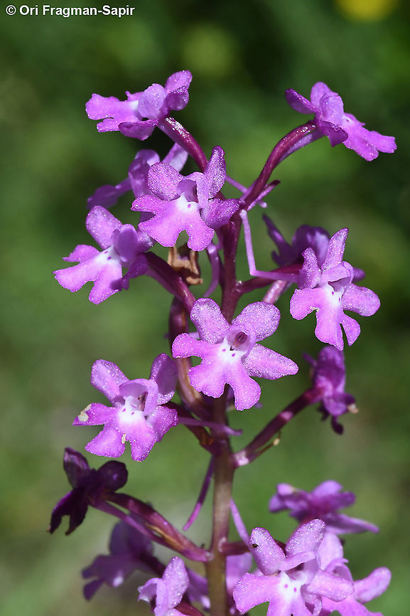 Orchis quadripunctata  Four-spotted orchis,Geotagged,Greece,Orchis quadripunctata,Spring