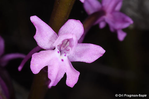 Orchis quadripunctata  Four-spotted orchis,Geotagged,Greece,Orchis quadripunctata,Spring