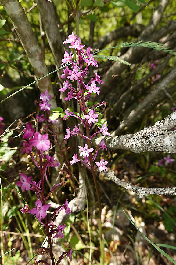 Orchis quadripunctata  Four-spotted orchis,Geotagged,Greece,Orchis quadripunctata,Spring