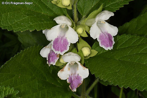Melittis melissophyllum  Bastard balm,Geotagged,Greece,Melittis melissophyllum,Spring