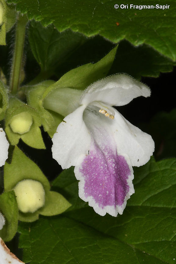 Melittis melissophyllum  Bastard balm,Geotagged,Greece,Melittis melissophyllum,Spring