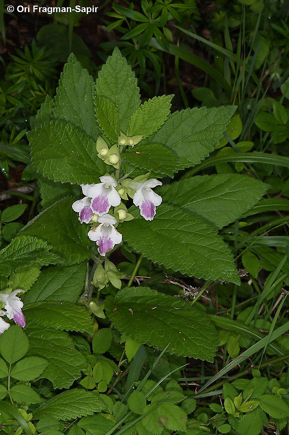 Melittis melissophyllum  Bastard balm,Geotagged,Greece,Melittis melissophyllum,Spring