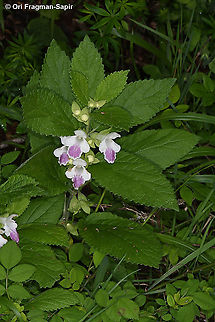 Melittis melissophyllum  Bastard balm,Geotagged,Greece,Melittis melissophyllum,Spring