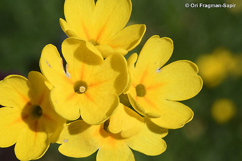 Primula veris  Common cowslip,Geotagged,Greece,Primula veris,Spring