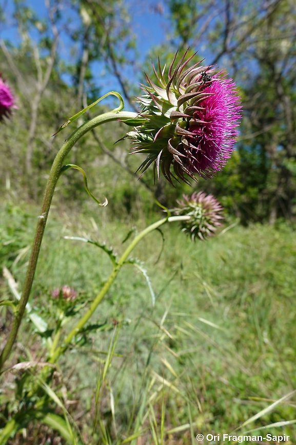 Carduus nutans  Carduus nutans,Geotagged,Greece,Musk thistle,Spring