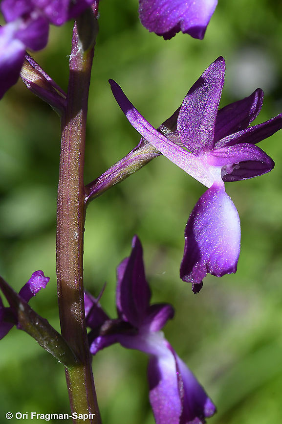 Orchis laxiflora  Anacamptis laxiflora,Geotagged,Greece,Spring