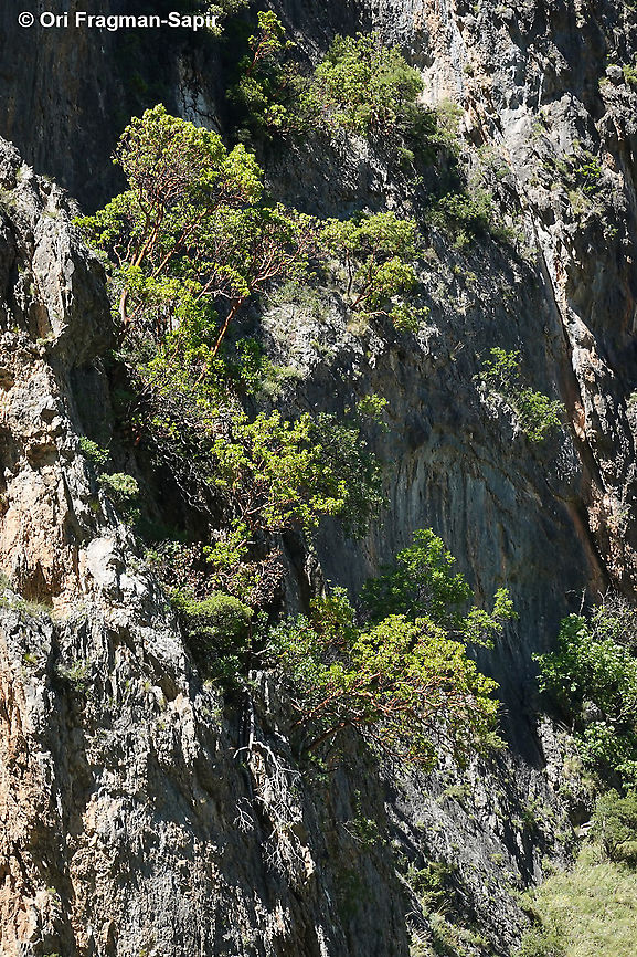 Arbutus andrachne  Arbutus andrachne,Cyprus Strawberry Tree,Geotagged,Greece,Spring