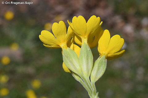 Primula veris  Common cowslip,Geotagged,Greece,Primula veris,Spring