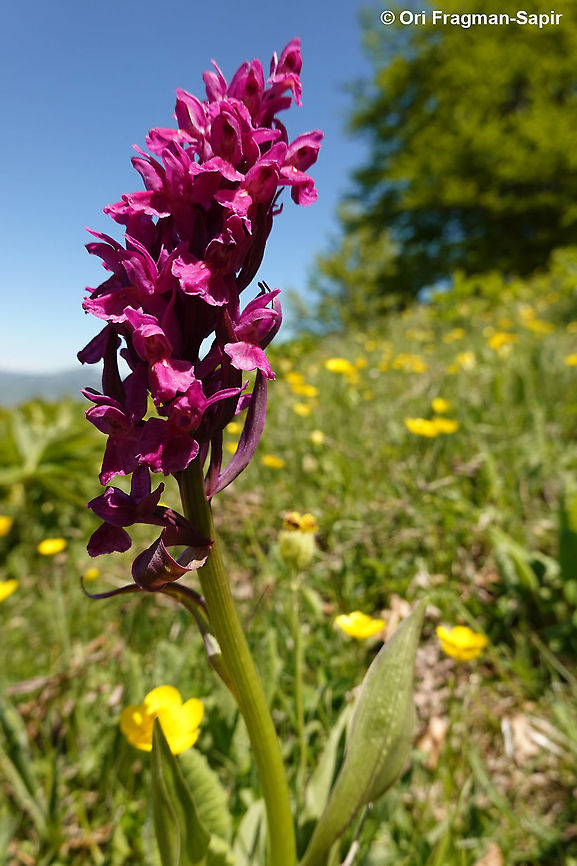Dactylorhiza sambucina  Dactylorhiza sambucina,Elder-flowered Orchid,Geotagged,Greece,Spring