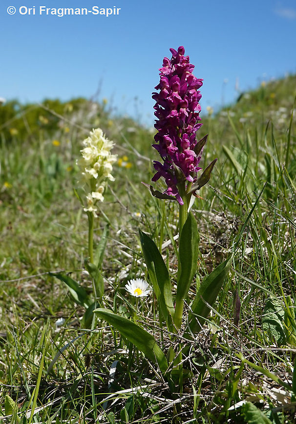 Dactylorhiza sambucina  Dactylorhiza sambucina,Elder-flowered Orchid,Geotagged,Greece,Spring