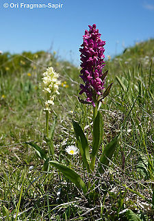 Dactylorhiza sambucina  Dactylorhiza sambucina,Elder-flowered Orchid,Geotagged,Greece,Spring