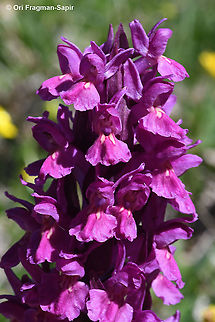 Dactylorhiza sambucina  Dactylorhiza sambucina,Elder-flowered Orchid,Geotagged,Greece,Spring