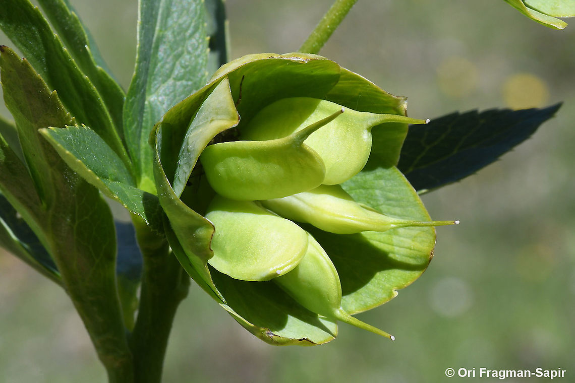 Helleborus cyclophyllus  Geotagged,Greece,Helleborus cyclophyllus,Spring