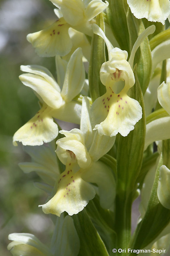 Dactylorhiza sambucina  Dactylorhiza sambucina,Elder-flowered Orchid,Geotagged,Greece,Spring