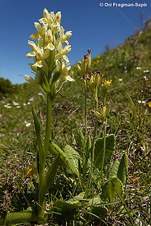 Dactylorhiza sambucina  Dactylorhiza sambucina,Elder-flowered Orchid,Geotagged,Greece,Spring