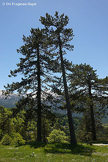 Pinus nigra  European black pine,Geotagged,Greece,Pinus nigra,Spring