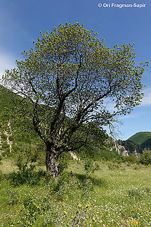 Cercis siliquastrum  Cercis siliquastrum,Geotagged,Greece,Judas Tree,Spring