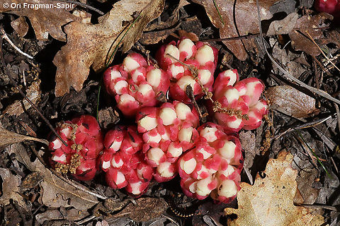 Cytinus ruber  Cytinus ruber,Geotagged,Greece,Spring