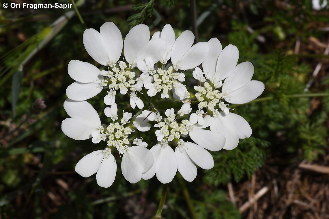Orlaya grandiflora  Geotagged,Greece,Orlaya grandiflora,Spring,White lace flower