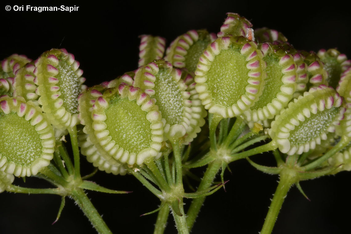 Tordylium apulum  Geotagged,Greece,Spring,Tordylium apulum