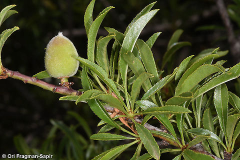 Amygdalus webbii  Geotagged,Greece,Prunus webbii,Spring