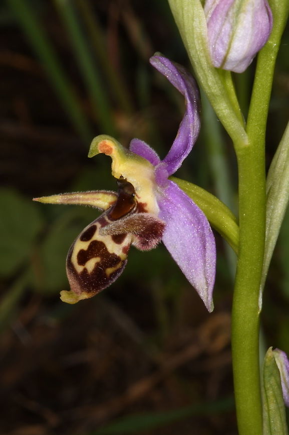 Ophrys scolopax ssp. cornuta  Geotagged,Greece,Ophrys scolopax,Spring,Woodcock bee-orchid