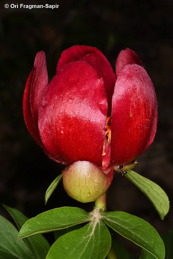 Paeonia peregrina  Geotagged,Greece,Paeonia peregrina,Spring