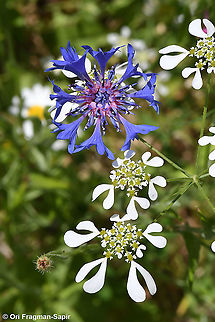 Centaurea cyanus with Toordylium apulum  Bachelors button,Centaurea cyanus,Geotagged,Greece,Spring