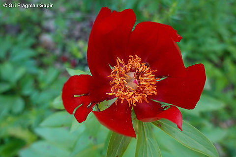 Paeonia peregrina  Geotagged,Greece,Paeonia peregrina,Spring