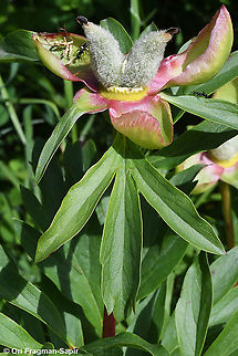 Paeonia peregrina  Geotagged,Greece,Paeonia peregrina,Spring