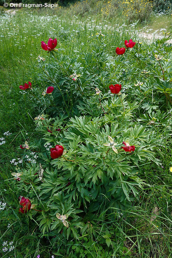 Paeonia peregrina  Geotagged,Greece,Paeonia peregrina,Spring