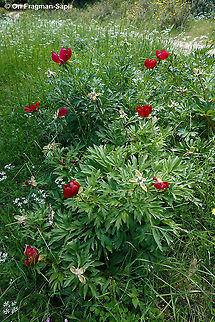 Paeonia peregrina  Geotagged,Greece,Paeonia peregrina,Spring
