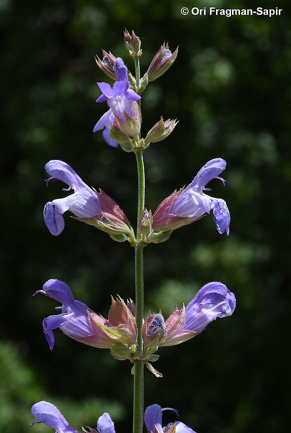 Salvia officinalis  Garden sage,Geotagged,Greece,Salvia officinalis,Spring
