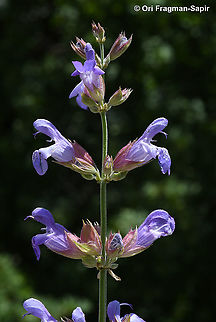 Salvia officinalis  Garden sage,Geotagged,Greece,Salvia officinalis,Spring